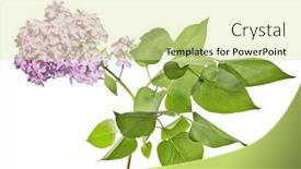  Presentation with white flowers - Presentation consisting of light-lilac-flowers-isolated background and a blonde colored foreground
