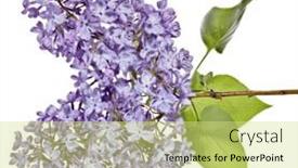  Presentation with white flowers - Slides featuring light-lilac-flowers-isolated background and a yellow colored foreground