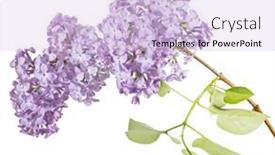  Presentation with white flowers - Slide deck enhanced with light-lilac-flowers-isolated background and a lemonade colored foreground