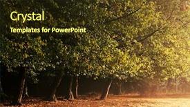  Presentation with forest morning - Amazing slide deck having light morning - charming forest backdrop and a  colored foreground