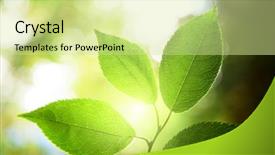  Presentation with forest morning - Audience pleasing presentation theme consisting of light morning - leaves in deep forest backdrop and a soft green colored foreground