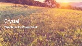  Presentation with thank you flowers - Slide deck consisting of light morning - summer flowers meadow background and a  colored foreground