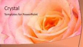  Presentation with pink rose - Presentation having light orange - beautiful pink rose closeup background and a coral colored foreground