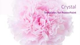  Presentation with peony - Presentation theme consisting of light-pale-pink-peony-isolated background and a pink colored foreground