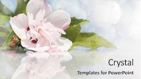  Presentation with light pink - Theme enhanced with light pink althea hibiscus flower background and a light gray colored foreground