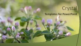  Presentation with light pink - Slides with light-pink-apple-tree-flowers background and a mint green colored foreground