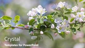  Presentation with pink green - PPT layouts featuring light-pink-apple-tree-flowers background and a violet colored foreground