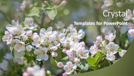  Presentation with light pink - Slides enhanced with light-pink-apple-tree-flowers background and a violet colored foreground