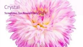  Presentation with light pink - Beautiful slide set featuring light pink dahlia bloom isolated on white background backdrop and a pink colored foreground