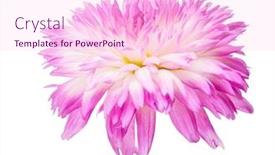  Presentation with light pink - PPT theme having light-pink-dahlia-bloom-isolated background and a lemonade colored foreground