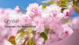  Presentation with light pink - Slide set enhanced with light-pink-flowers-of-cherry background and a lemonade colored foreground