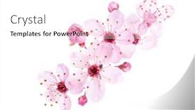  Presentation with light pink - PPT theme with light-pink-flowers-of-sakura background and a white colored foreground