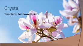  Presentation with pink sky - Presentation theme featuring light-pink-flowers-on-blue background and a light blue colored foreground