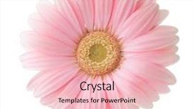  Presentation with light pink - Amazing slide set having light pink gerbera flower isolated backdrop and a lemonade colored foreground