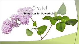  Presentation with light pink - PPT layouts consisting of light-pink-lilac-flowers-isolated background and a white colored foreground