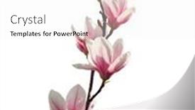  Presentation with pink flowers - Slide deck consisting of light-pink-magnolia-flowers-isolated background and a white colored foreground