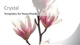  Presentation with magnolia - Theme with light-pink-magnolia-flowers-isolated background and a white colored foreground