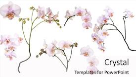  Presentation with pink colour - Audience pleasing presentation design consisting of light pink orchid flowers collection backdrop and a white colored foreground