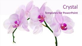  Presentation with pink flowers - Cool new presentation theme with light pink orchid flowers isolated backdrop and a pink colored foreground