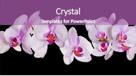  Presentation with light pink - PPT layouts enhanced with light pink orchid flowers isolated background and a coral colored foreground