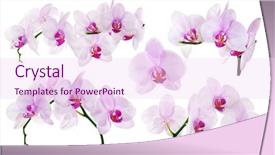  Presentation with pink flowers - PPT layouts featuring light pink orchid flowers isolated background and a pink colored foreground