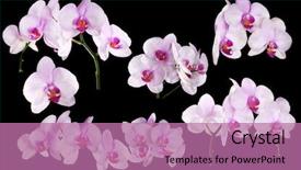  Presentation with light pink - PPT theme featuring light pink orchid flowers isolated on black background background and a coral colored foreground