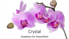  Presentation with light pink - PPT layouts enhanced with light pink orchid flowers isolated background and a white colored foreground