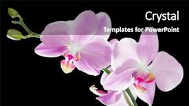  Presentation with tropical flowers - PPT layouts having light pink orchid flowers isolated background and a black colored foreground