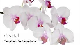  Presentation with light pink - Presentation theme having light-pink-orchid-flowers-isolated background and a white colored foreground