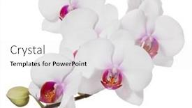  Presentation with light pink - Presentation having light-pink-orchid-flowers-isolated background and a white colored foreground