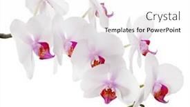  Presentation with light pink - PPT theme featuring light-pink-orchid-flowers-isolated background and a white colored foreground
