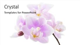  Presentation with light pink - Colorful presentation theme enhanced with light pink orchid isolated backdrop and a white colored foreground
