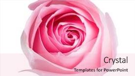  Presentation with bud - Beautiful presentation theme featuring light pink rose isolated backdrop and a lemonade colored foreground