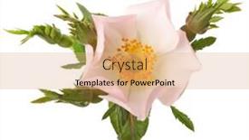  Presentation with light pink - Amazing PPT theme having light pink rose isolated on white rosa canina backdrop and a coral colored foreground