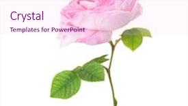  Presentation with light pink - Slides with light pink rose isolated on white tea rose background and a lemonade colored foreground