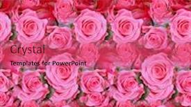  Presentation with light roses - PPT layouts enhanced with light pink roses seamless background macro background and a coral colored foreground