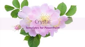  Presentation with pink green - Presentation theme enhanced with light-pink-roses-with-green background and a lemonade colored foreground