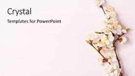  Presentation with light pink - Presentation design enhanced with light-pink-wooden-background background and a pink colored foreground