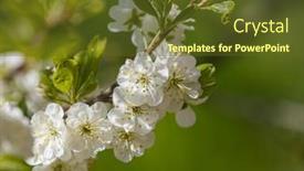  Presentation with light green - Amazing PPT theme having light-plum-tree-blossoming-branches backdrop and a tawny brown colored foreground