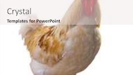  Presentation with light - Presentation having light-rooster-isolated-on-white background and a sky blue colored foreground