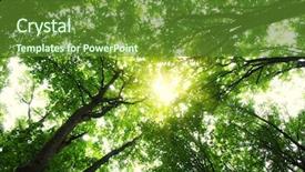  Presentation with lights through forest - Slide set enhanced with light shadows - forest with sunlight the sun background and a tawny brown colored foreground
