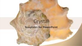  Presentation with shellfish - 