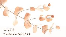  Presentation with eucalyptus leaves - PPT theme enhanced with light-soft-beige-leaves-eucalyptus background and a cream colored foreground