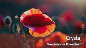  Presentation with remembrance day - Colorful theme enhanced with wild poppy field - armistice backdrop and a tawny brown colored foreground
