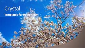  Presentation with olive tree - Cool new presentation theme with light-spring-clouds-over-blooming backdrop and a teal colored foreground