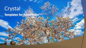  Presentation with olive tree - Cool new theme with light-spring-clouds-over-blooming backdrop and a teal colored foreground