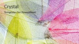  Presentation with leaves - Presentation design having light summer colors - color leaves background and a  colored foreground