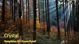  Presentation with light rays - PPT theme having light through the mist background and a wine colored foreground