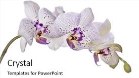 Presentation with tropical flowers - Cool new PPT theme with light violet orchid flowers isolated backdrop and a white colored foreground