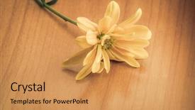  Presentation with yellow color - Colorful PPT theme enhanced with light yellow color daisy flower placed on a wooden background backdrop and a yellow colored foreground